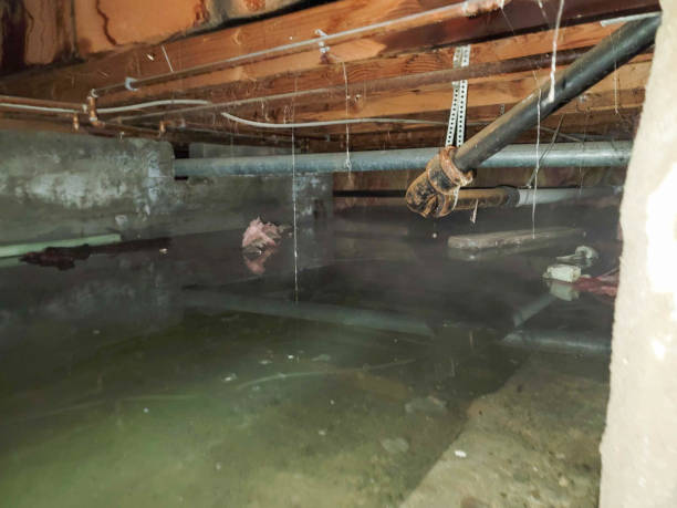 Best Local water damage restoration  in Valmeyer, IL